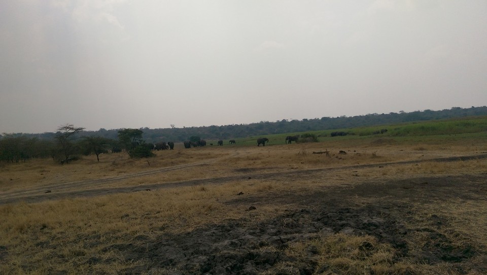 Ruanda - Akagera Village - Die Herde.