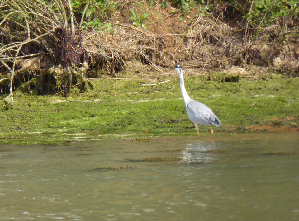 United Kingdom - Woodbridge - A Heron fishing as the tide receded.