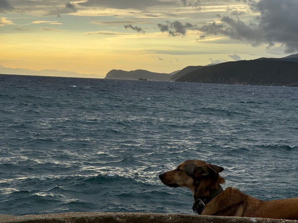 Italien - Capoliveri - Lupo und das Meer