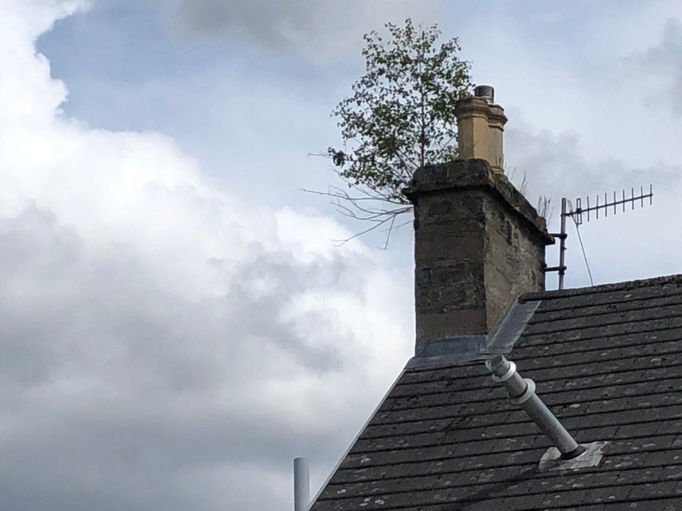 Vereinigtes Königreich - Pitlochry - Wenn Bäume aus dem Schornstein wachsen...