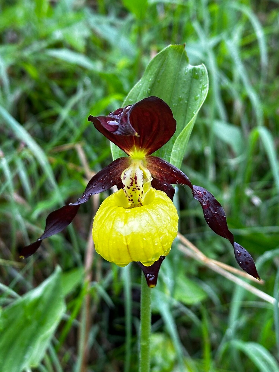 Österreich - Kufstein - Frauenschuh
