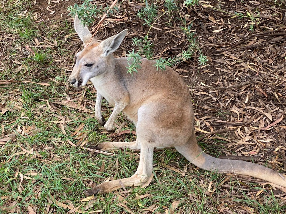 Australien - Mitchell Park - 