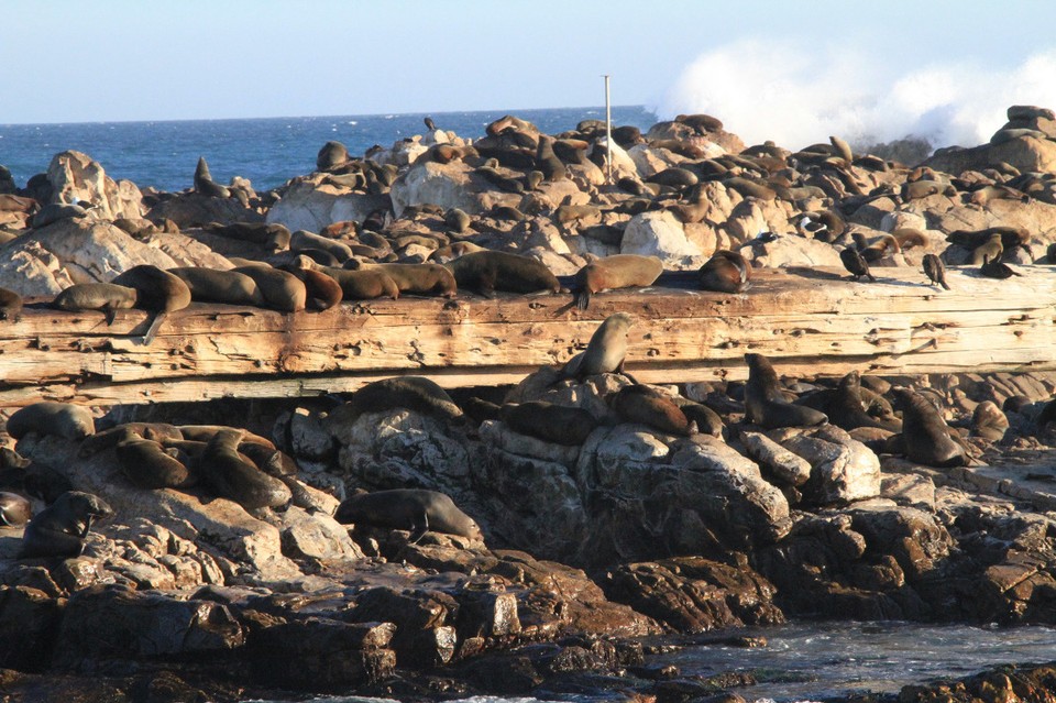 Südafrika - Gansbaai - Seelöwen auf Dyer Island