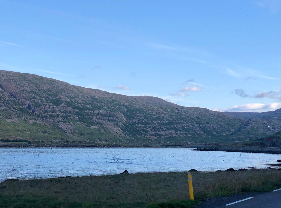 Island - Súðavíkurhreppur - Ein richtiges Festmahl für die Vögel und Wale...