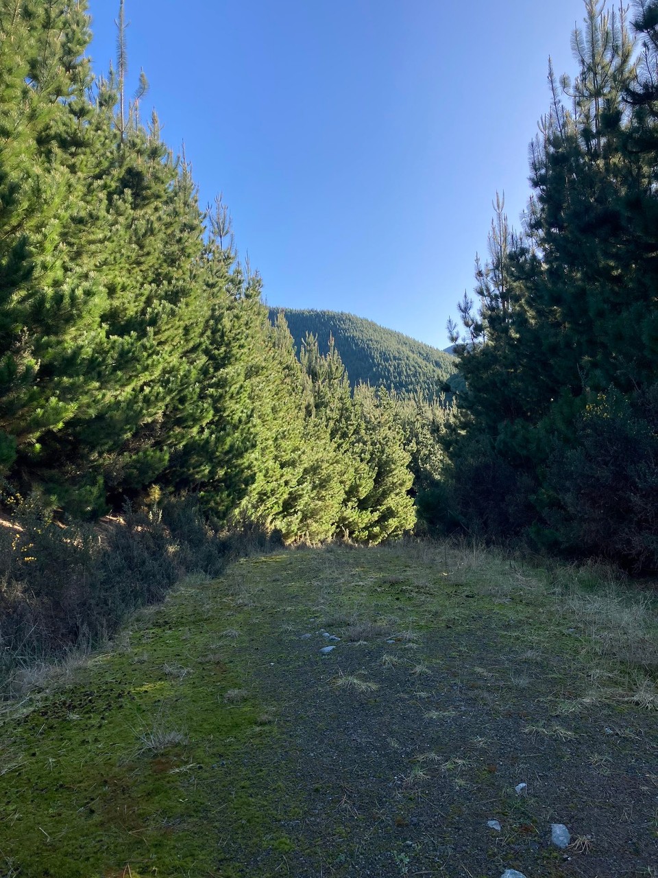 Neuseeland - Geraldine - 