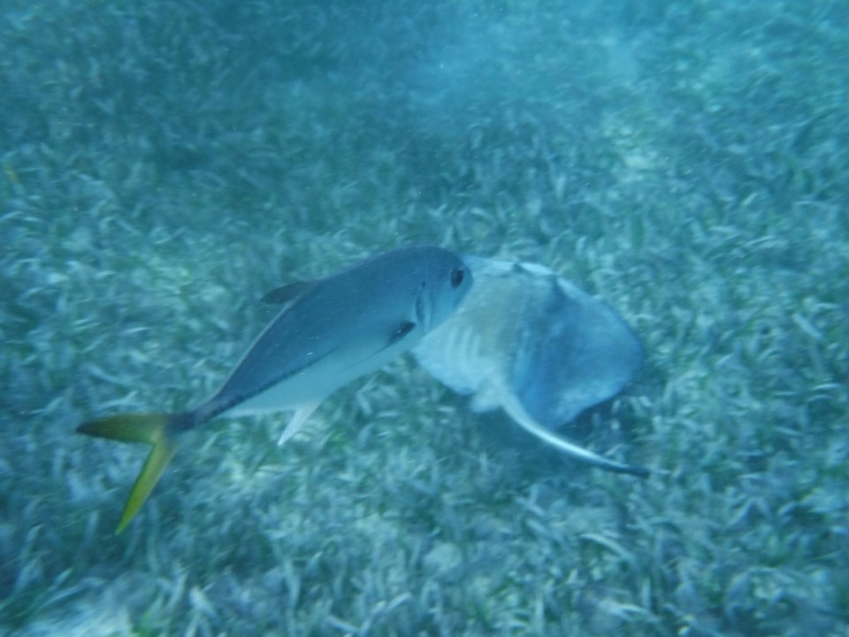 Belize -  - 