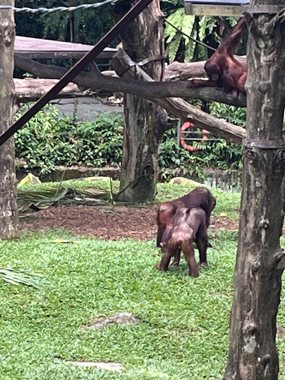 Singapur - Singapur - 
