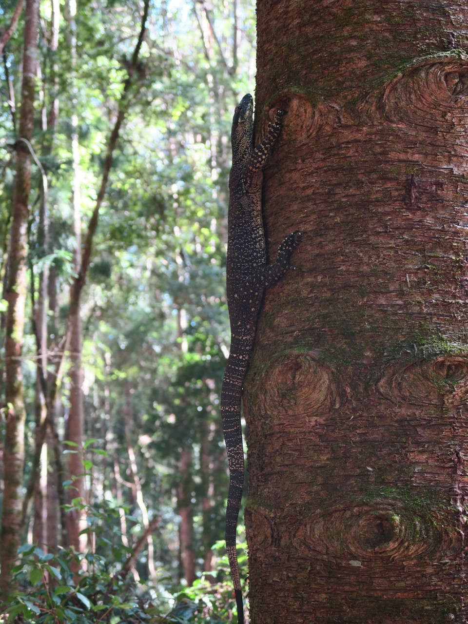 Australia - Fraser Island - Les varans montent aux arbres