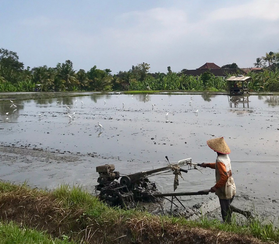 Indonesien - Jembrana - Reisbauern -pflügt man eigentlich Reisfelder?