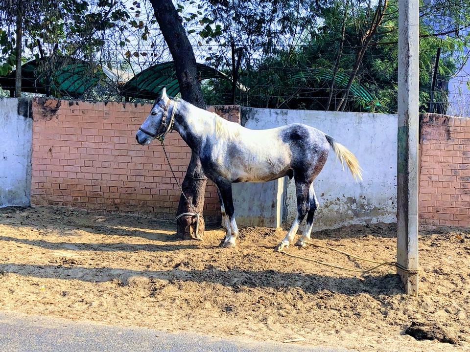 India - Gurugram - Blue horse 