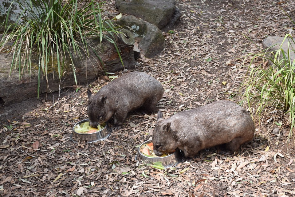 Australien - Currumbin - Wombats sind auch Beuteltiere und verbringen einen größeren Teil ihrer Zeit mit dem Graben eines komplexen Gangsystems