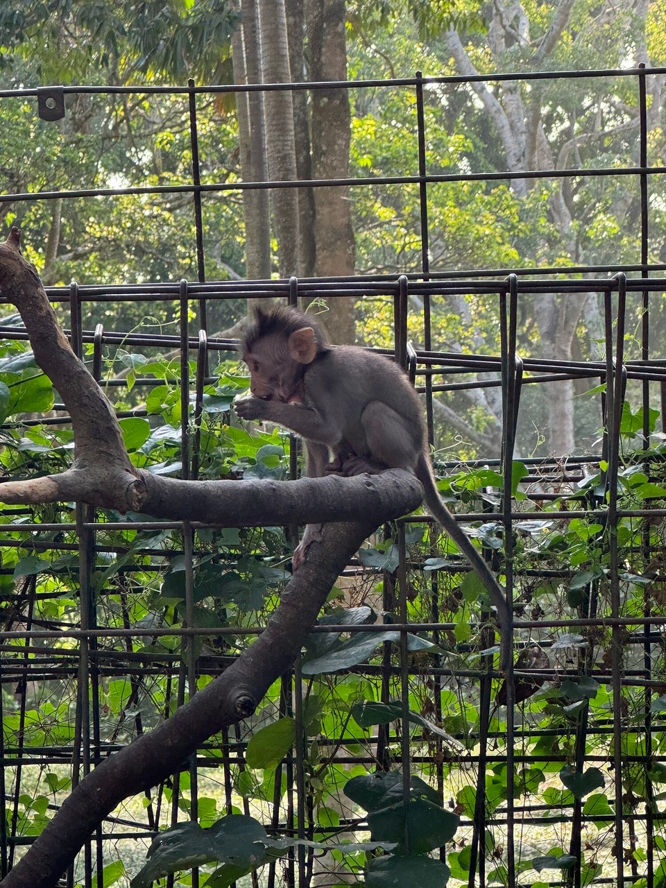 Indonesien - Gianyar - 