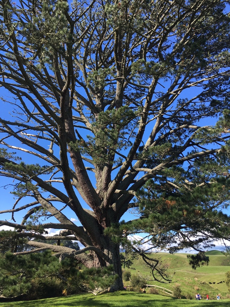 Neuseeland - Matamata - 