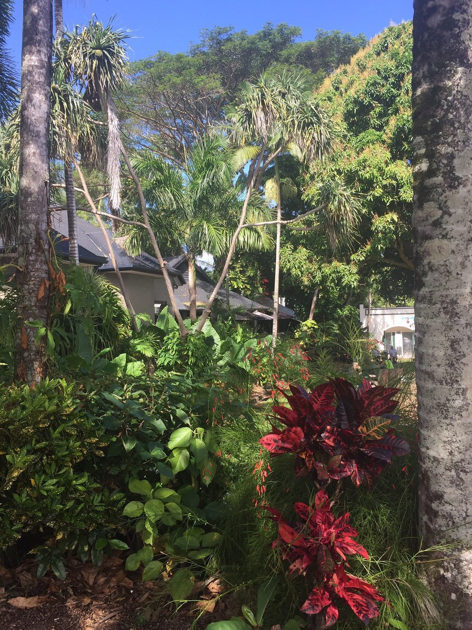 Australien - Port Douglas - So sieht es mitten im Ort aus. 