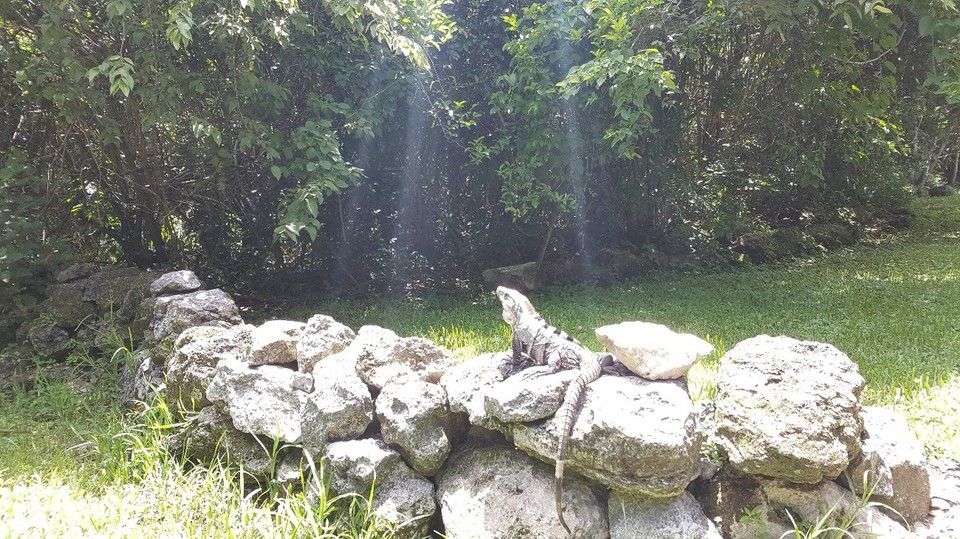 Mexiko - San Miguel de Cozumel - Dem nächsten Tag haben wir kulturell begonnen.  Wir besuchten San Gervasio.  