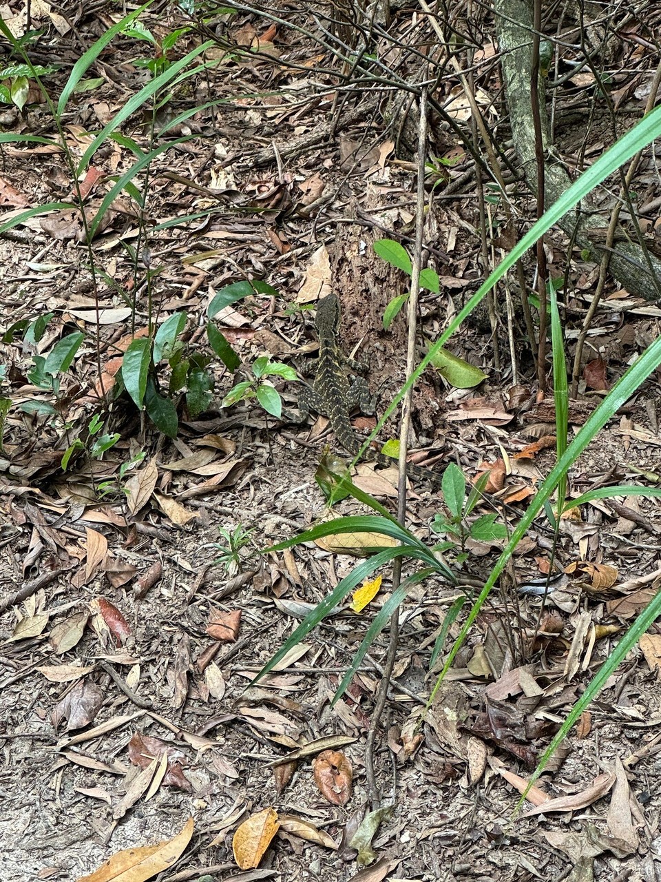 Australien - Kuranda - Dia erst Ächsa wo üs z Australia übera weg lauft.