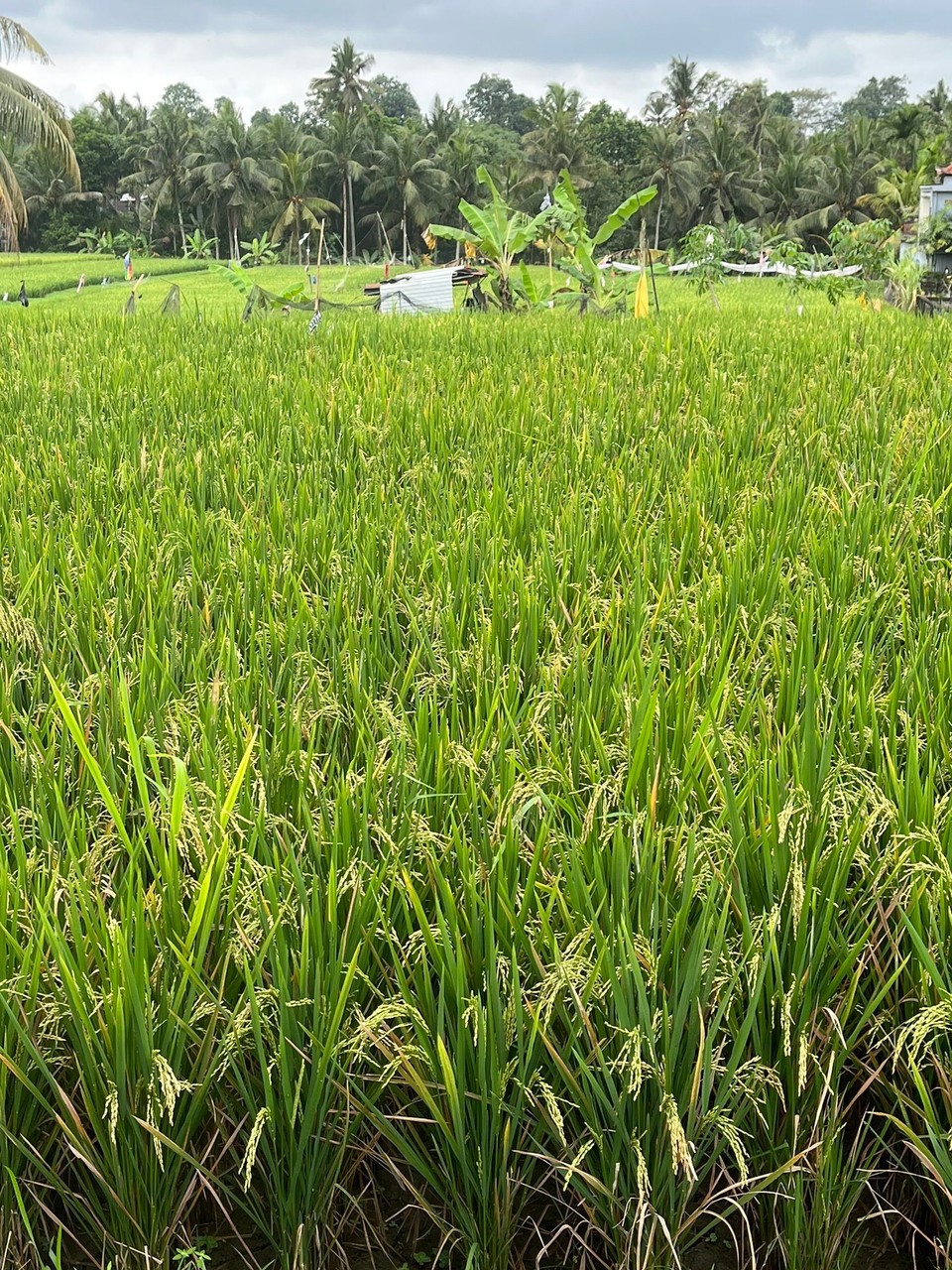 Indonesien - Gianyar - 