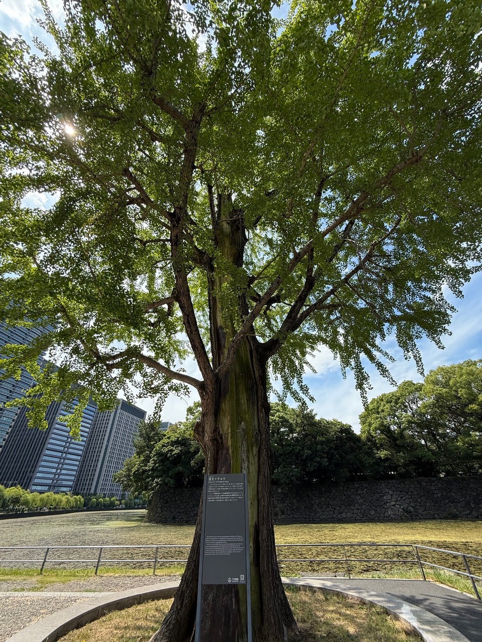 Japan - Chiyoda - Ginkobaum - der einzige, der das große Erdbeben von 1923 überlebt hat 