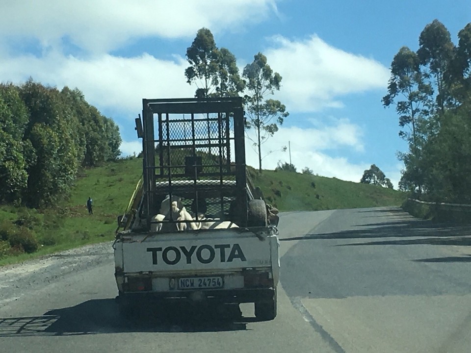 Südafrika -  - 