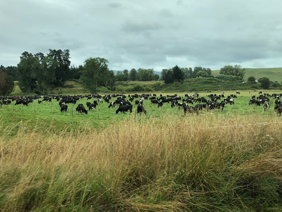 Neuseeland - Awakeri - Fahrt via Murupara nach Awakeri Springs
