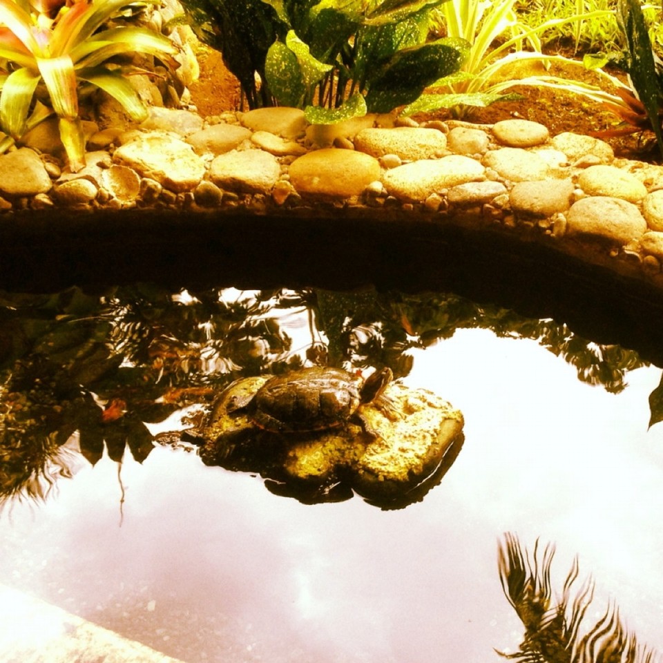 Costa Rica - Talamanca - 