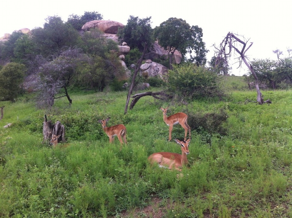 Südafrika - Kruger Park - Tiere I