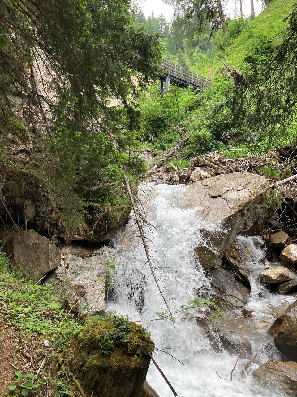 Italien - Vintl - Im Wald liegen viele Bäume quer über dem Weg.