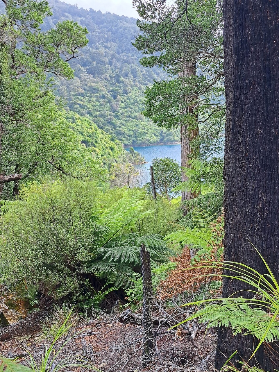 Neuseeland - Punga Cove - 