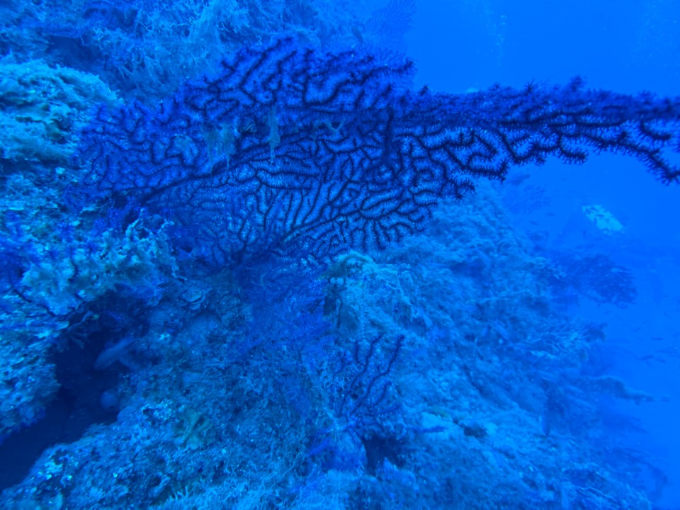 Italien - Capoliveri - Auf ca. 30m wieder rote Gorgonien