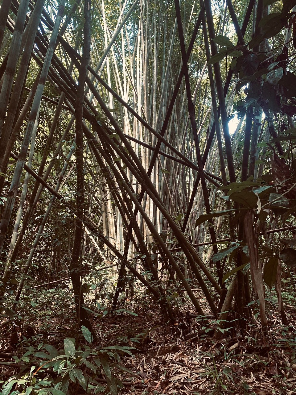 Thailand - Phanom - Bambus - so gigantisch groß. 
