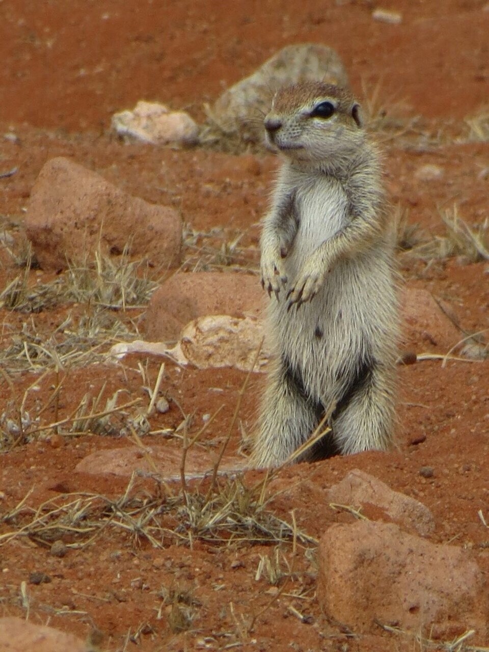 Südafrika - Oudtshoorn - 