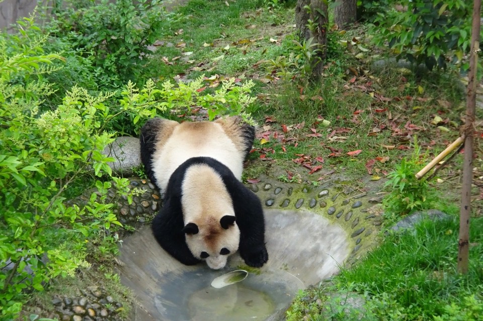 China - Chengdu - 