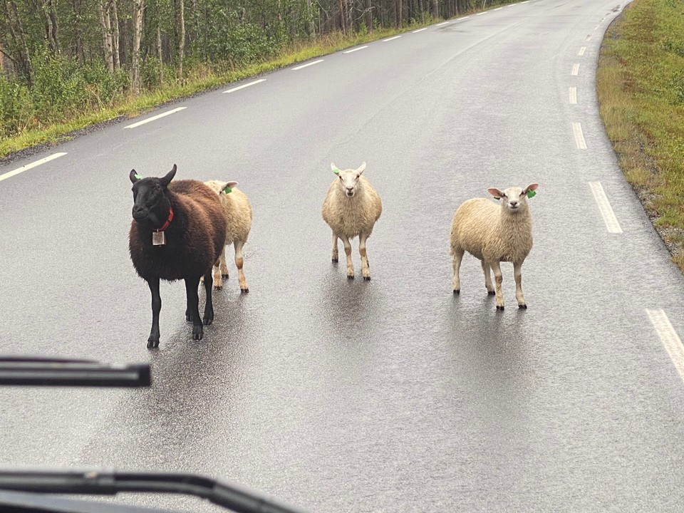 Norwegen - Steinklepp - Uns kann nichts und niemand aufhalten. Auch keine Schafe!! 
Sie wollten wohl mitkommen. Aber wir hatten keinen Platz! 