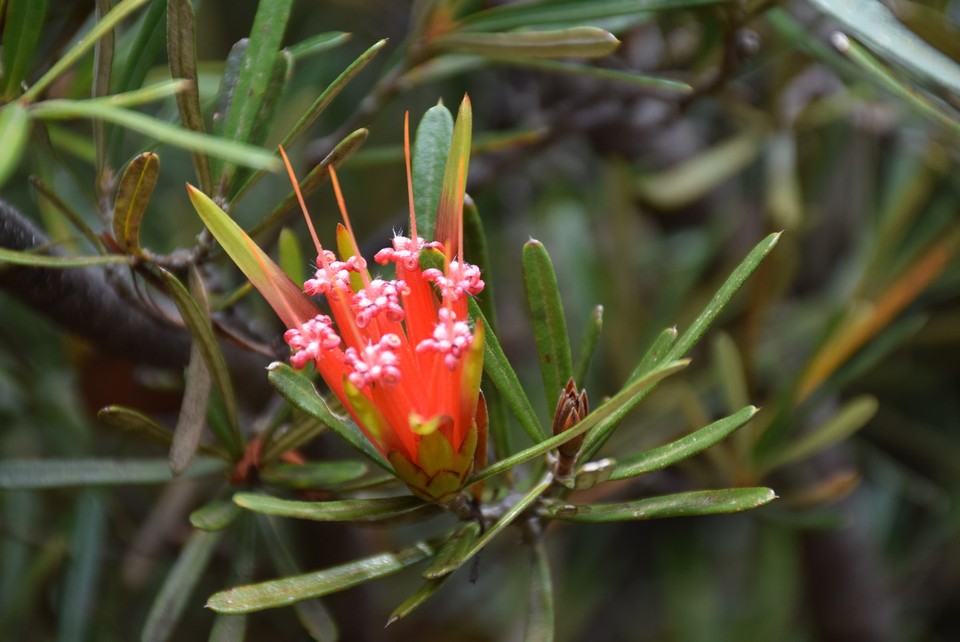 Australien - Blackheath - 