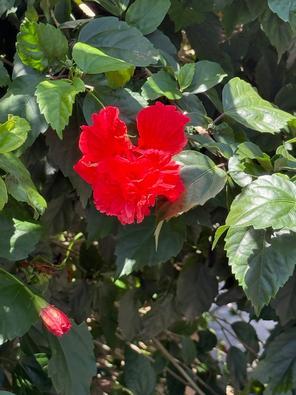Malaysia - Kuala Lumpur - Die Nationalblume der Hibiskus 🌺 