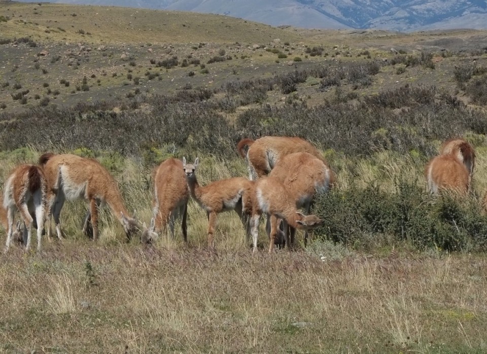 Chile - Torres del Paine - 