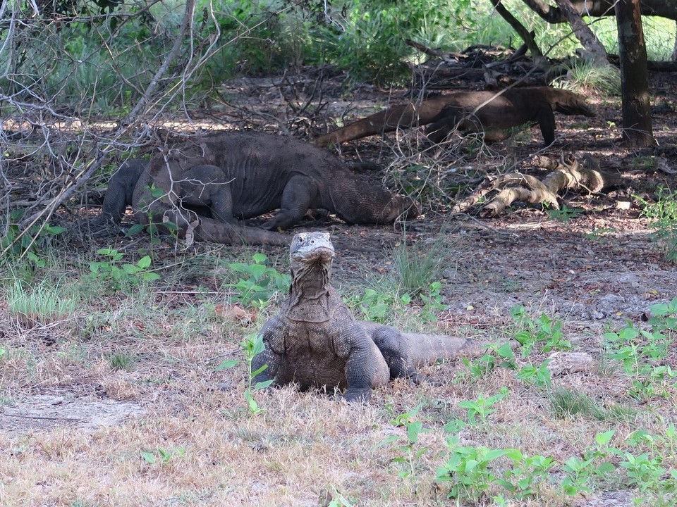 Indonesia - Rinca - Le dragon de komodo