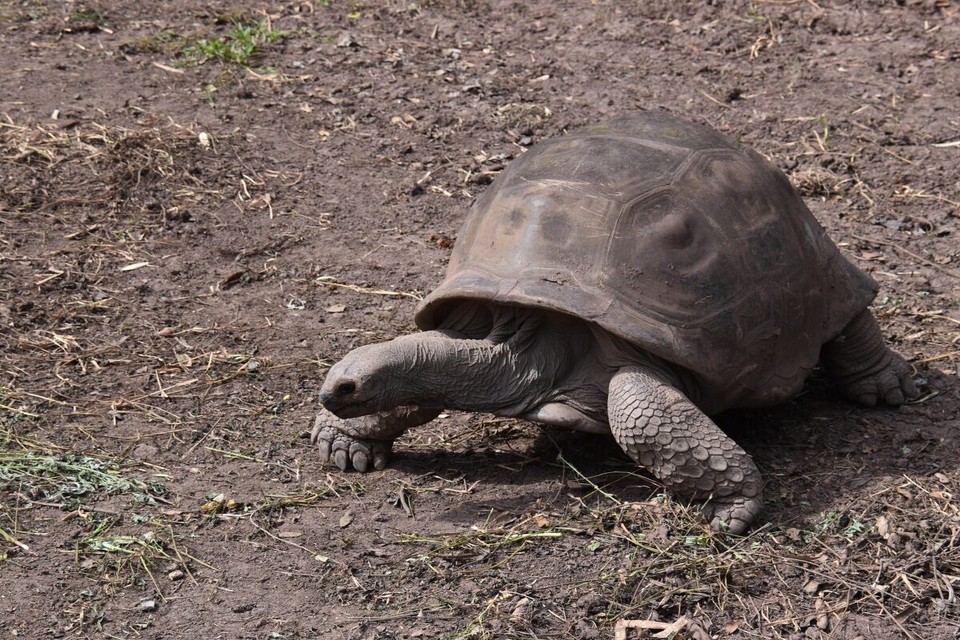 Mauritius -  - Die Aldabra Riesenschildkröten sind die zweitgrößte Schildkrötenart der Welt und stammen ursprünglich von den Seychellen. Sie können bis zu 1 m lang und 150 Jahre alt werden.