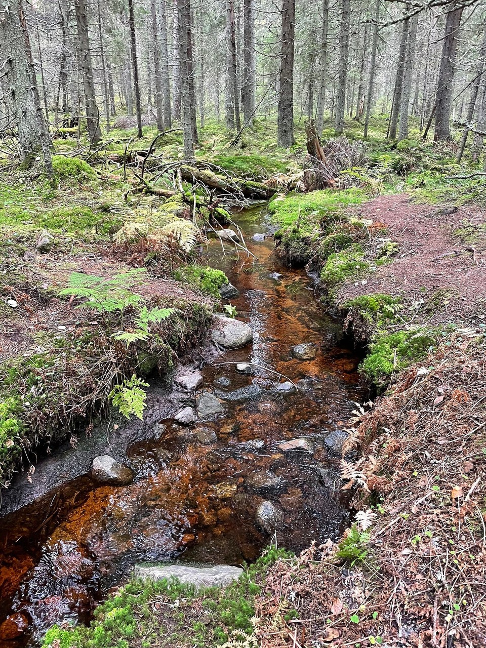Finnland - Mustajärvi - Sehr nett hier 