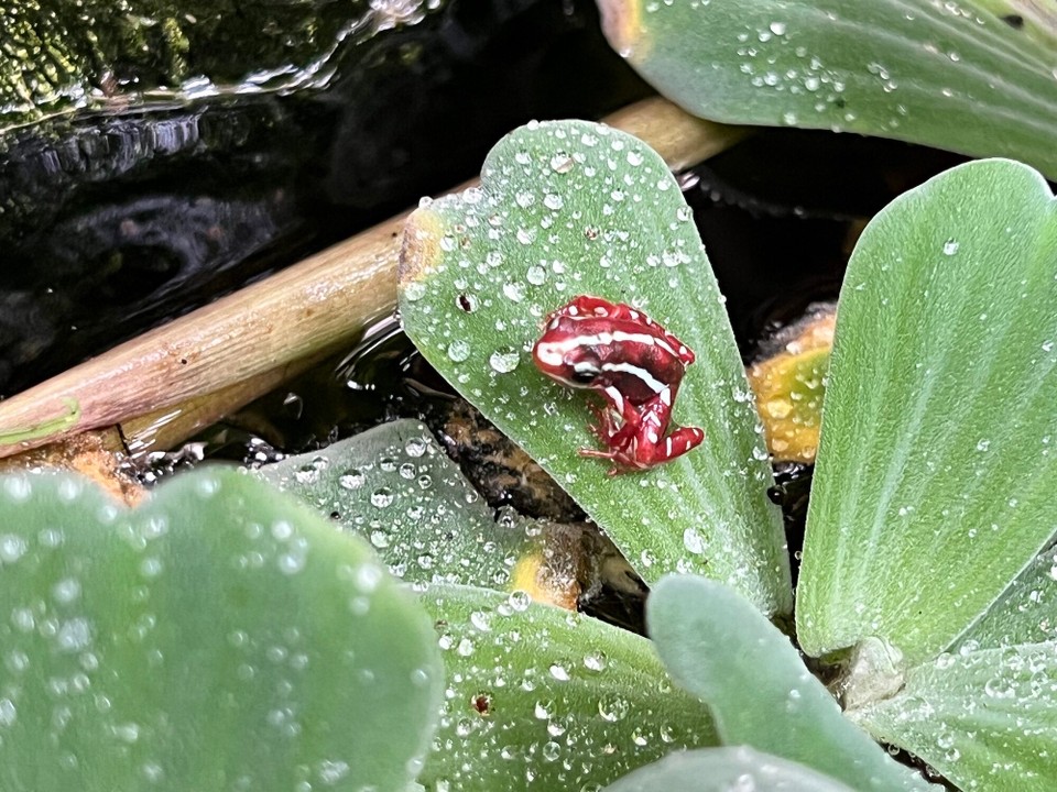Dänemark - København K - Botanisk Have