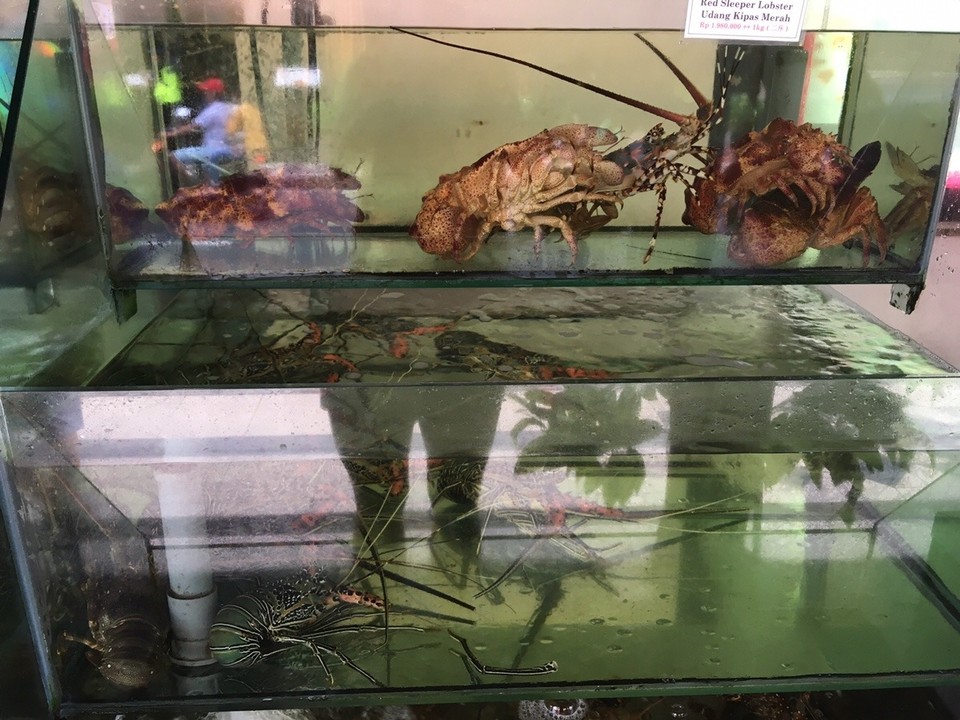 Indonesien - Badung - Allerlei Meeresgetier