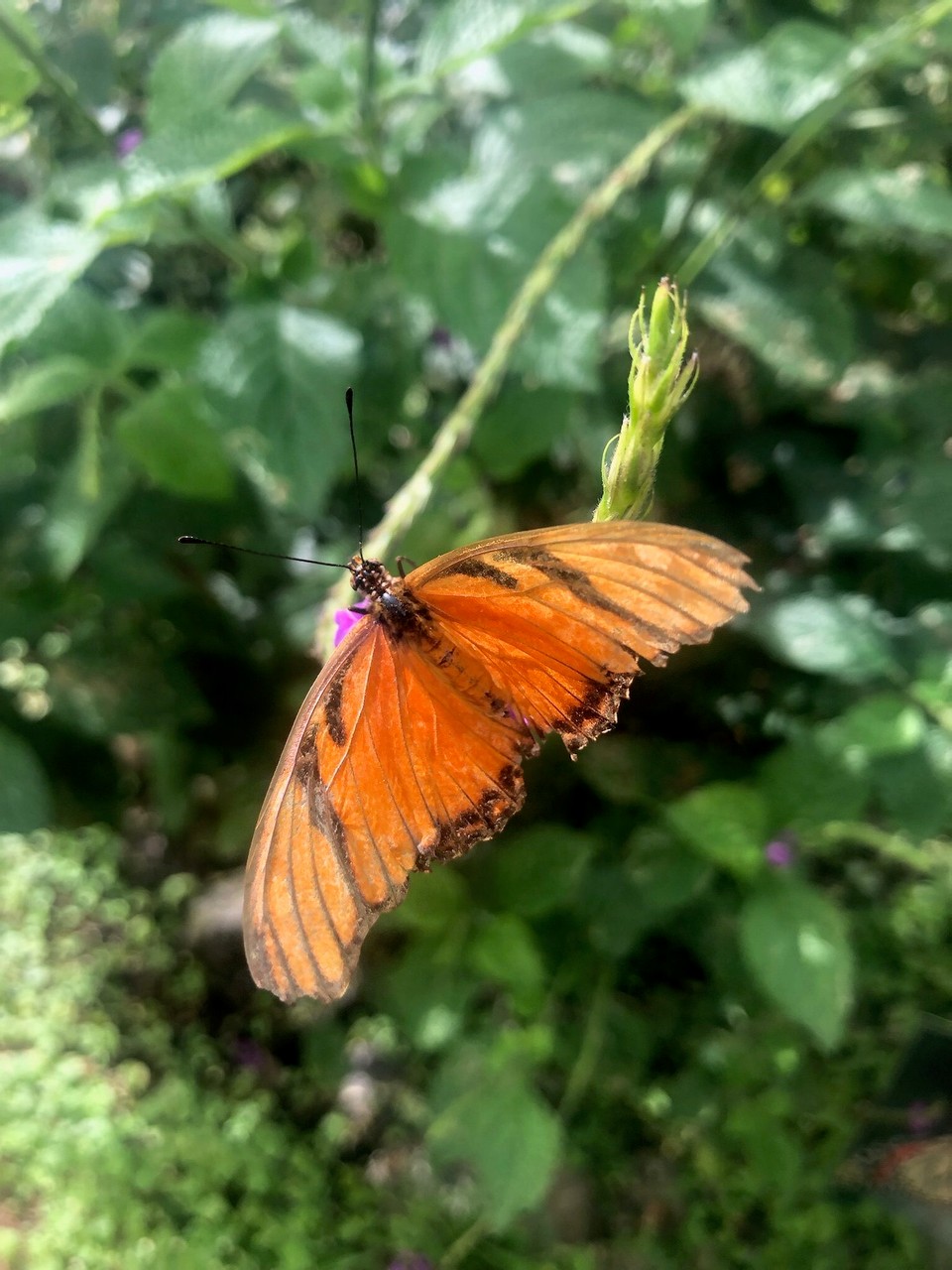 Costa Rica - Upala - Der Mann der das macht will das die Arten der Schmetterlinge und den Fröschen nicht aussterben. Und er wildert sie immer wieder aus. Er begleitete uns in seine Käfige. Es waren 3 im ersten die kleinen, die Nektar frassen. Überall waren Schmetterlinge. Man sah sicher 20 auf einen Blick!