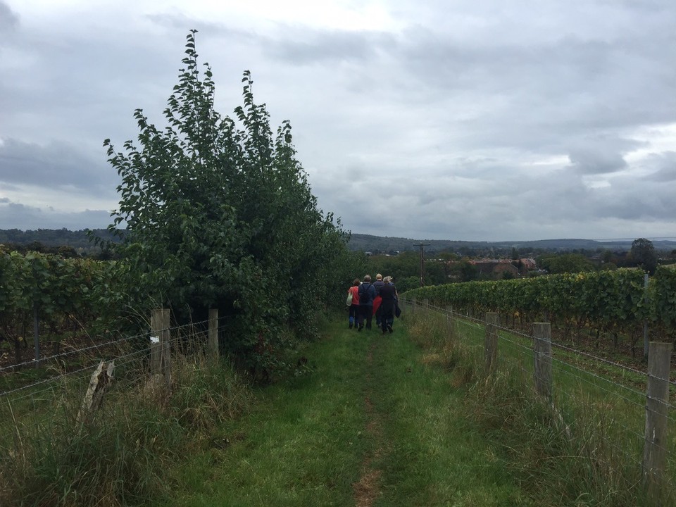 United Kingdom - Marlow - Chiltern Hill Walk, Harrow and Hope Vineyards