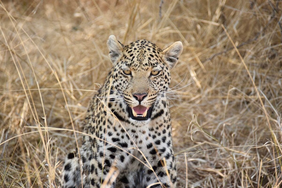 Botsuana -  - Im Busch begegnete uns dann Leopard Nummer 3.
