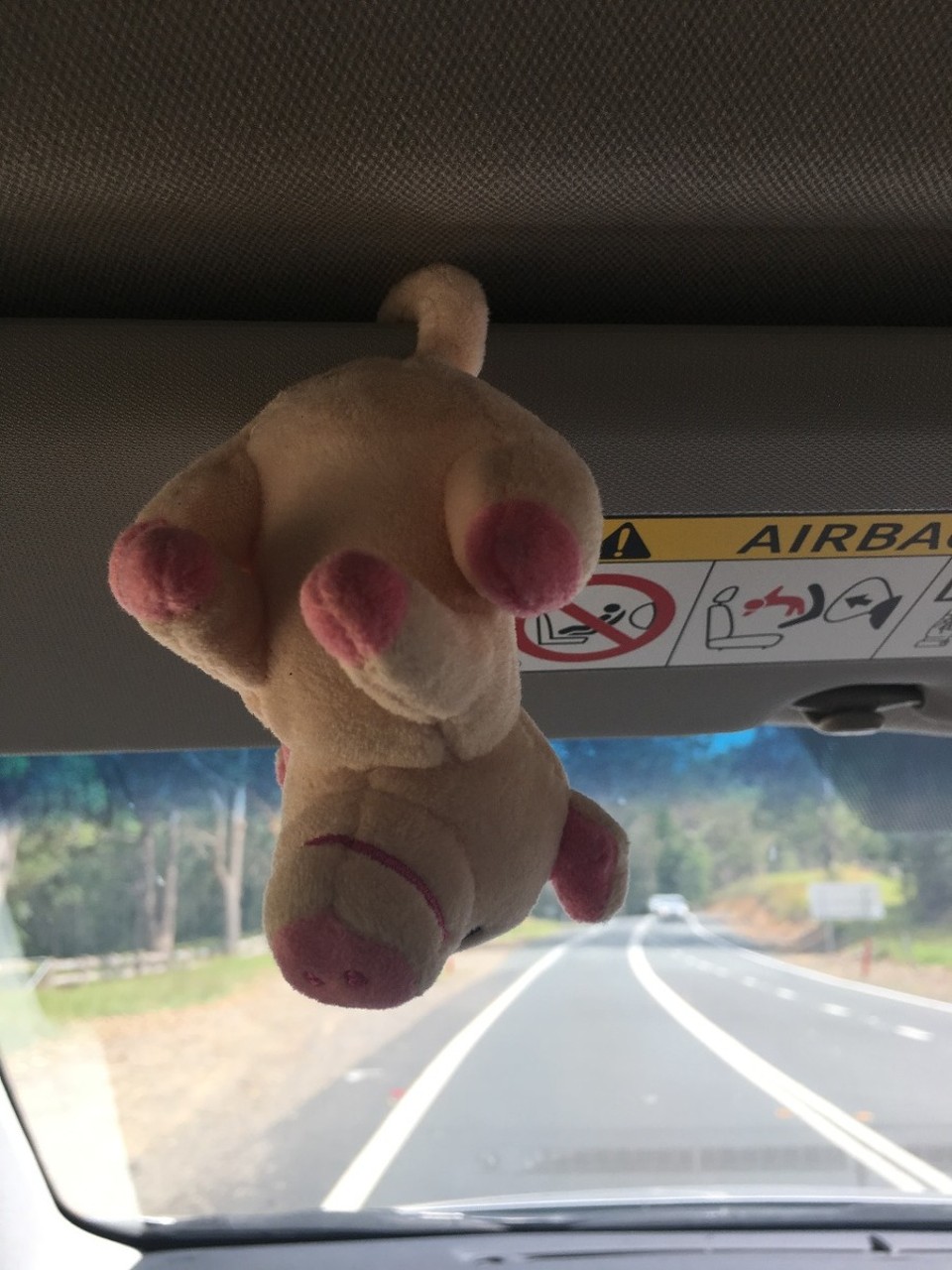 Australien - Canberra - Auch Schweine brauchen Bewegung