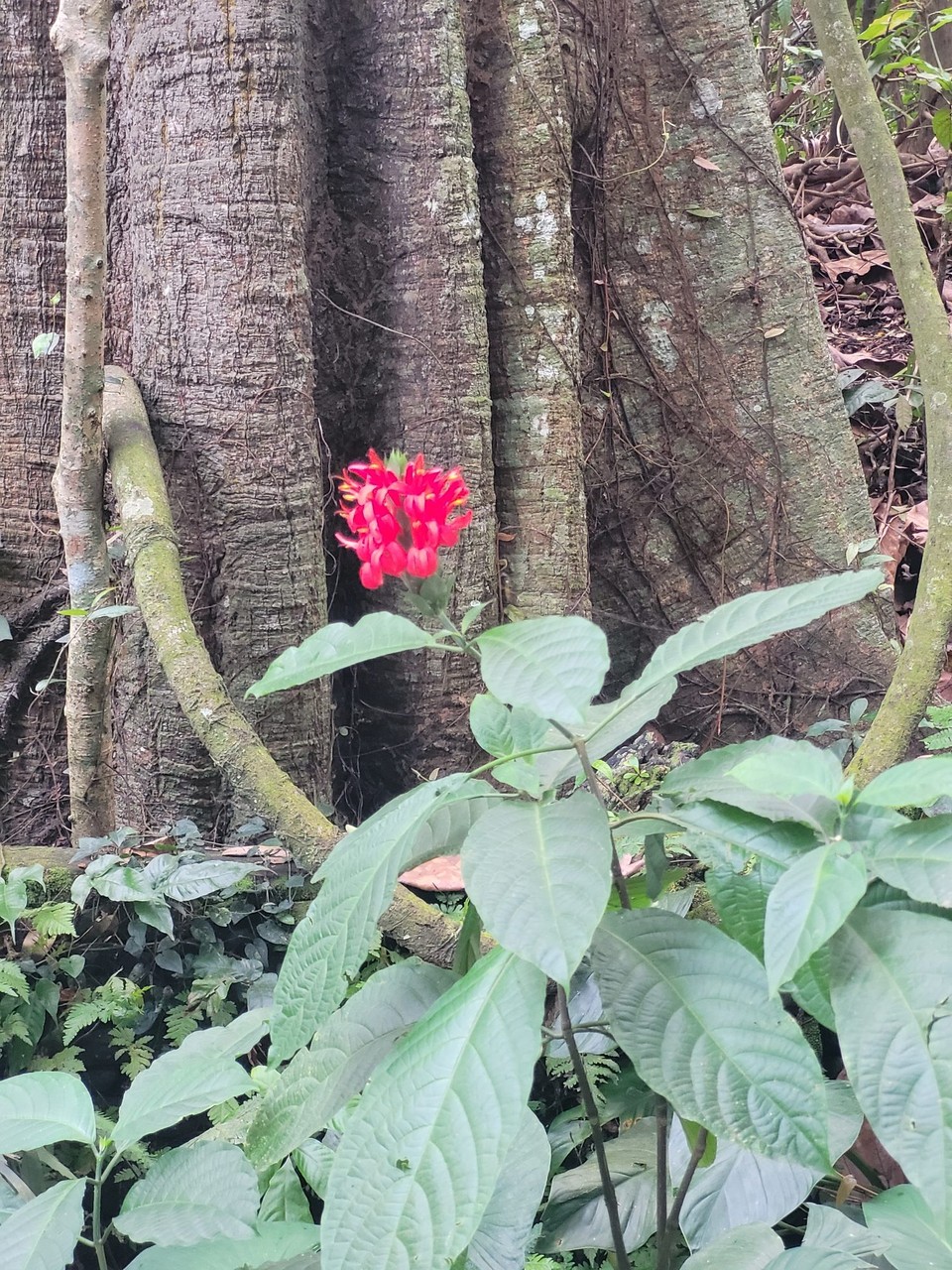 Indonesien - Ubud - 