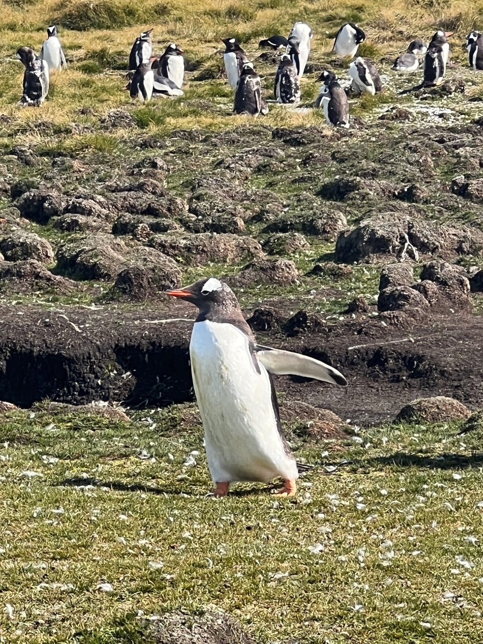 Falkland Islands (Islas Malvinas) - unbekannt - I need a weeeeee!