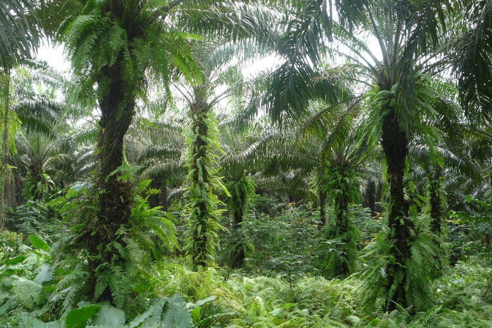 São Tomé und Príncipe - São Tomé - 