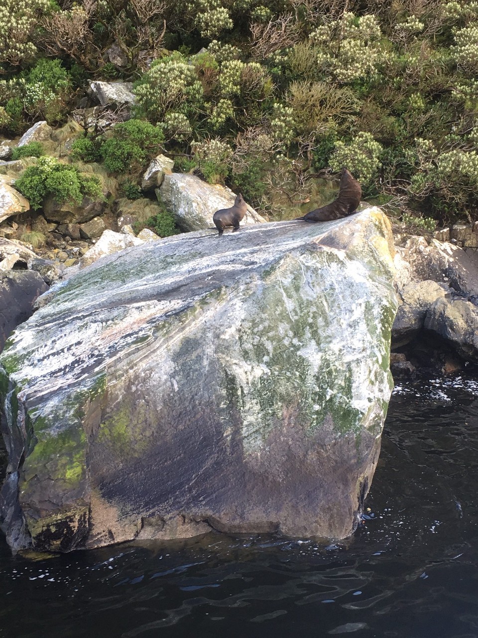 Neuseeland - Milford Sound - Wer wohl der Chef ist?