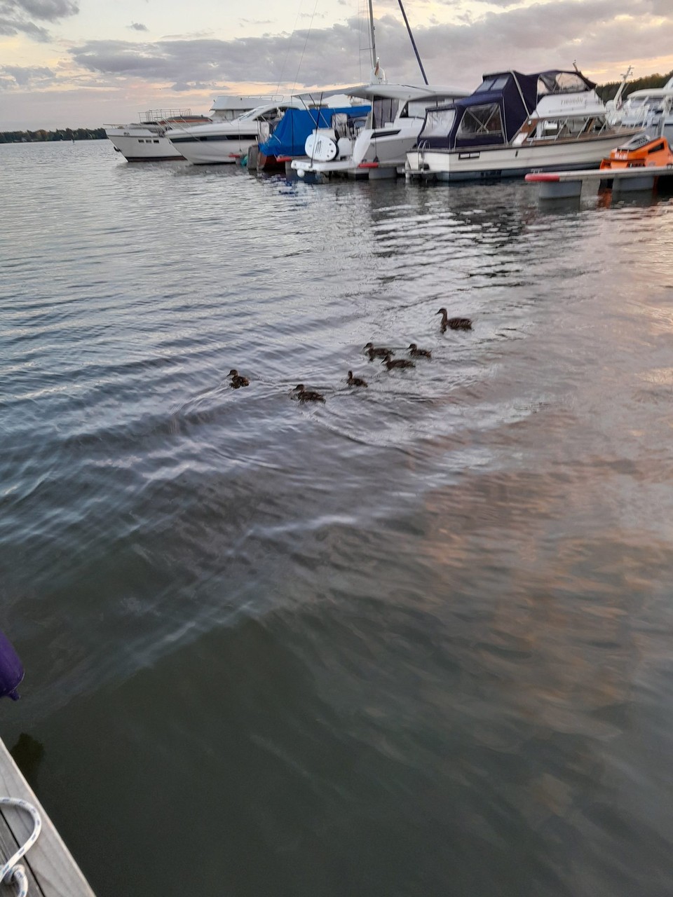 Deutschland - Berlin - die Enten verfolgen uns